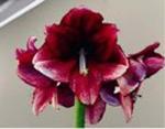 Vollsortiment - Amaryllis (ga) DAPHNE